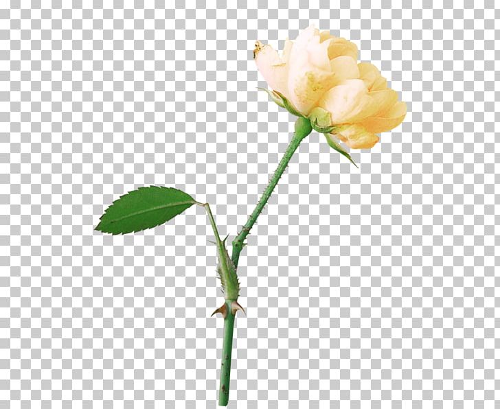 Garden Roses Cat Flower Yellow Orange PNG, Clipart, Animals, Black, Black Cat, Branch, Bud Free PNG Download