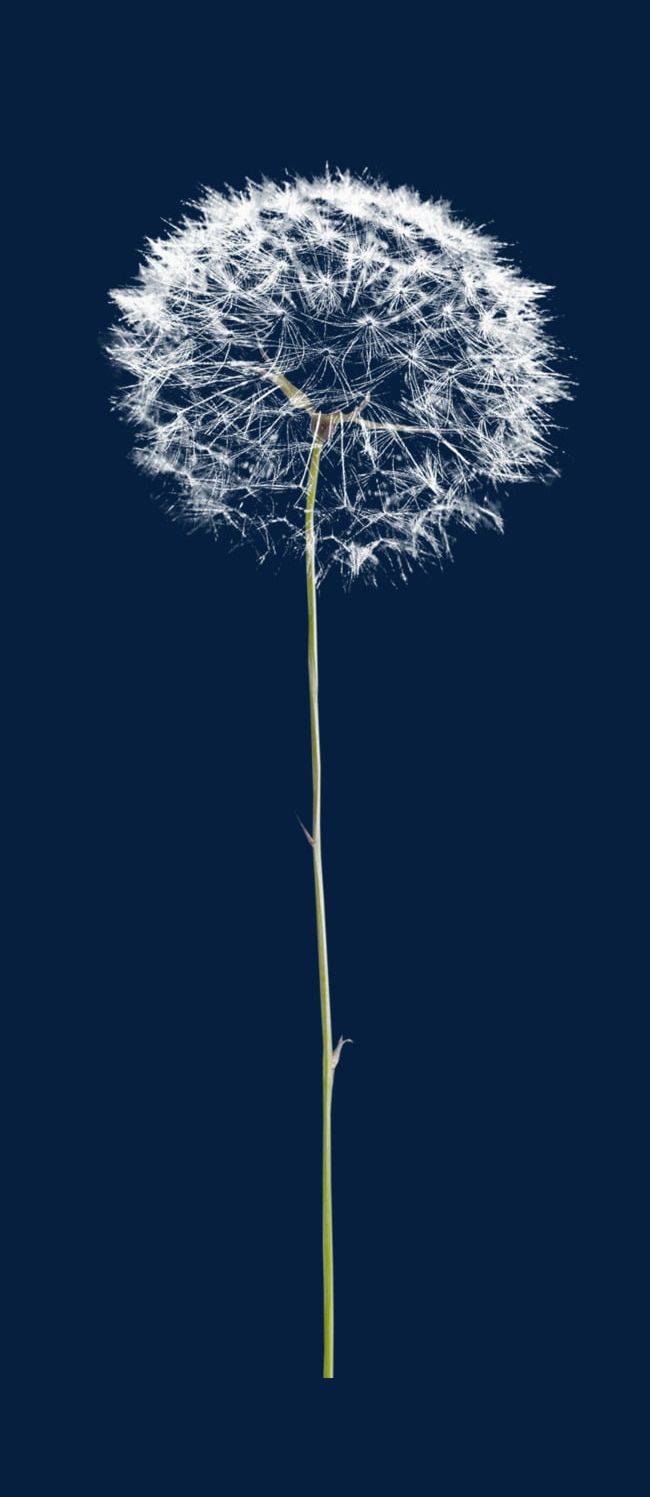 Beautiful White Dandelion PNG, Clipart, Beautiful Clipart, Creative, Dandelion, Dandelion Clipart, Dandelion Creative Free PNG Download