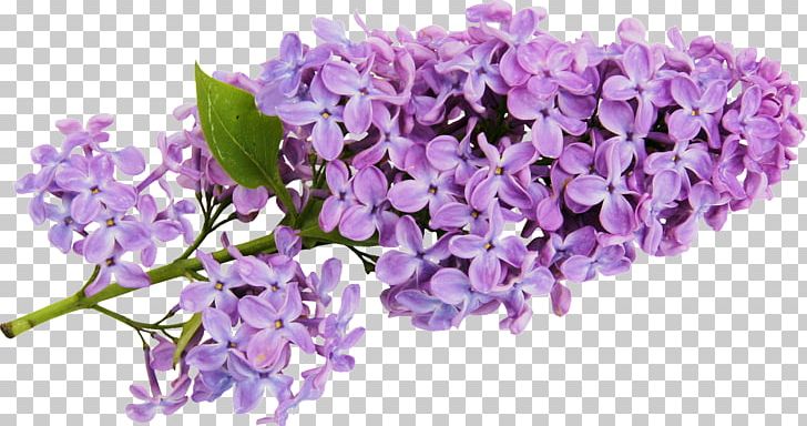 Common Lilac Watercolor Painting PNG, Clipart, Clip Art, Common Lilac, Download, Flower, Flowering Plant Free PNG Download