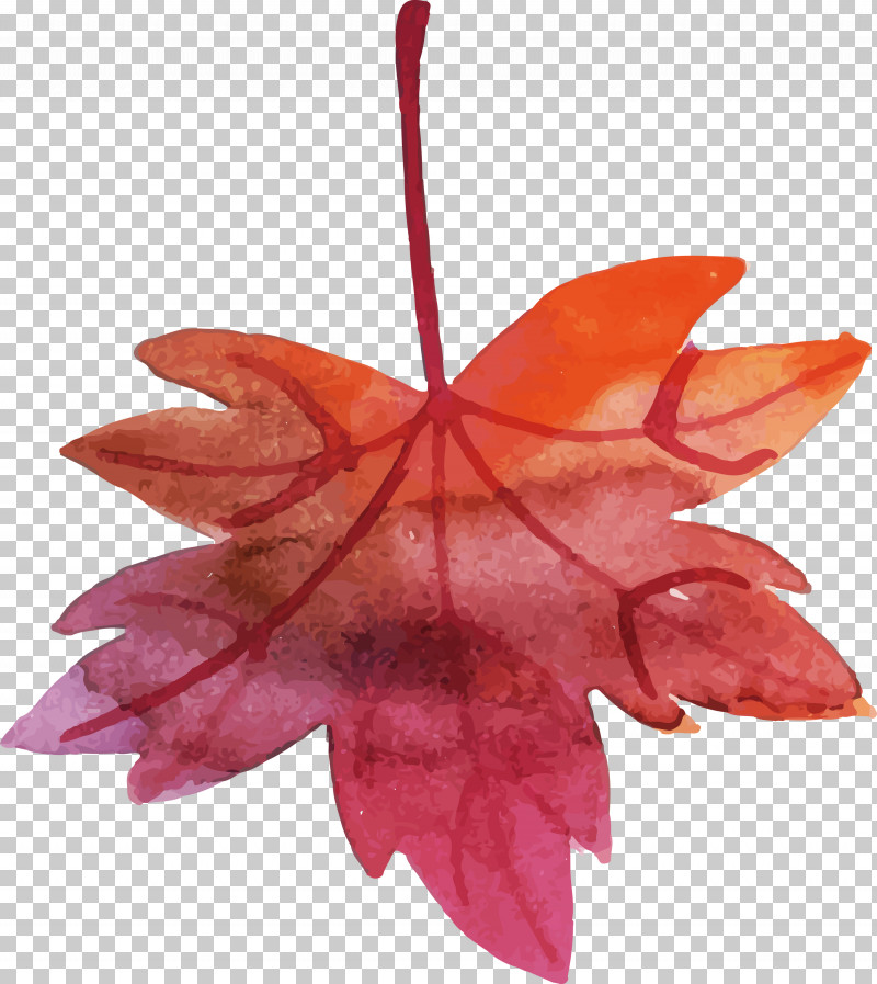 Maple Leaf PNG, Clipart, Biology, Colorful Leaf, Leaf, Maple, Maple Leaf Free PNG Download