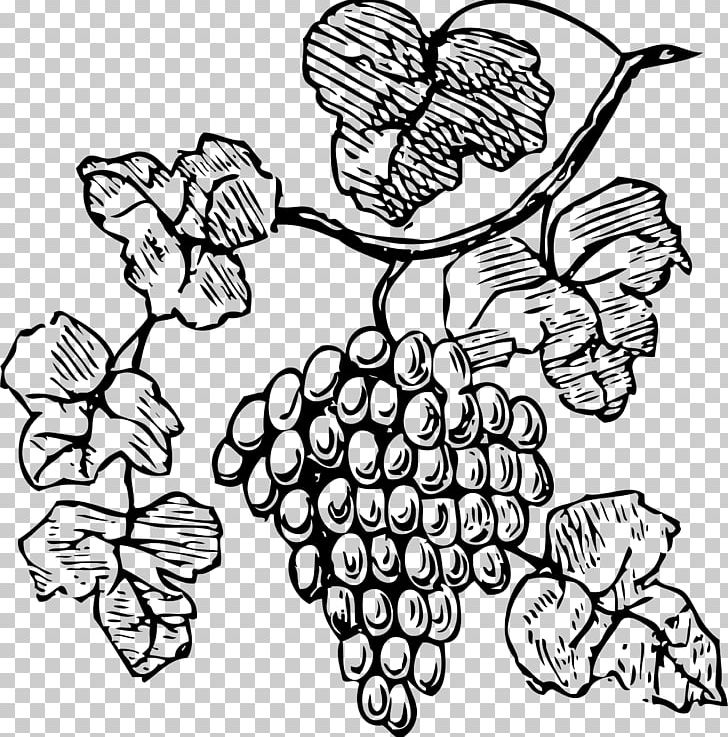 Common Grape Vine Decorative Borders PNG, Clipart, Black And White, Coloring Book, Decorative Borders, Download, Fictional Character Free PNG Download
