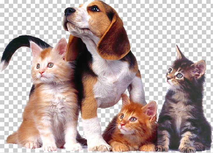 Dog–cat Relationship Puppy Dog–cat Relationship Kitten PNG, Clipart, 1080p, Animal, Animals, Carnivoran, Cat Like Mammal Free PNG Download