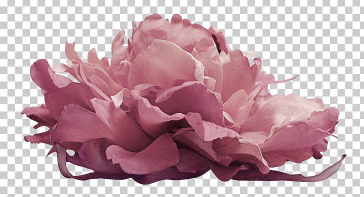 Flower Photography PNG, Clipart, Advertising, Albom, Continental, Cut Flowers, Dark Free PNG Download
