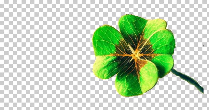 Luck Four-leaf Clover Display Resolution PNG, Clipart, Clover, Computer, Display Resolution, Emerald, Feng Shui Free PNG Download