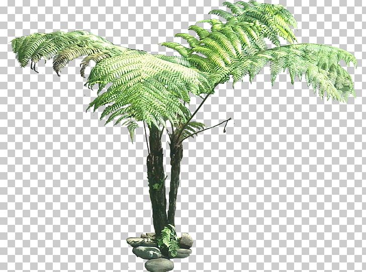 Tree Plant Drawing PNG, Clipart, Arecales, Branch, Clip Art, Coconut, Cyathea Cooperi Free PNG Download