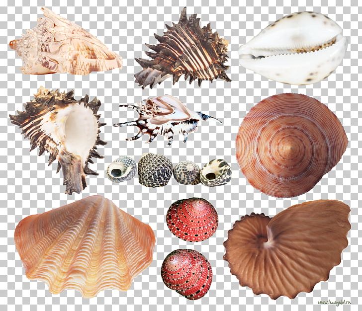 Cockle Seashell Conchology Sea Snail Mussel PNG, Clipart, Animal, Animals, Clams Oysters Mussels And Scallops, Cockle, Conch Free PNG Download