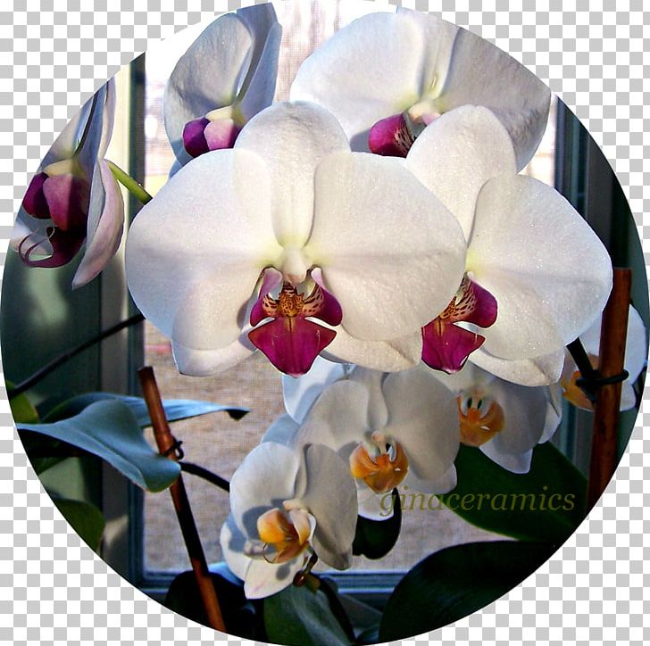 Cut Flowers Moth Orchids Cattleya Orchids PNG, Clipart, Alfalfa, Cattleya, Cattleya Orchids, Cut Flowers, Flower Free PNG Download