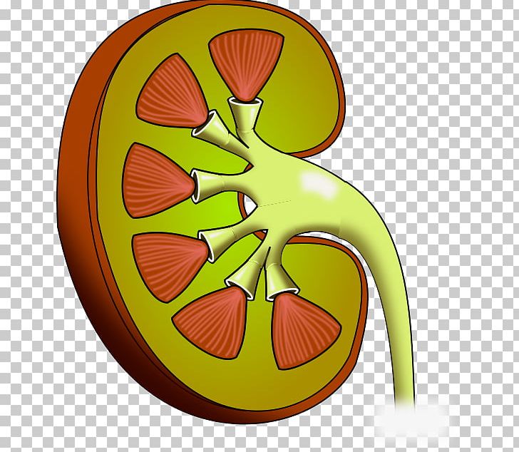 Portable Network Graphics Kidney Open PNG, Clipart, Blood, Computer Icons, Disease, Flower, Food Free PNG Download