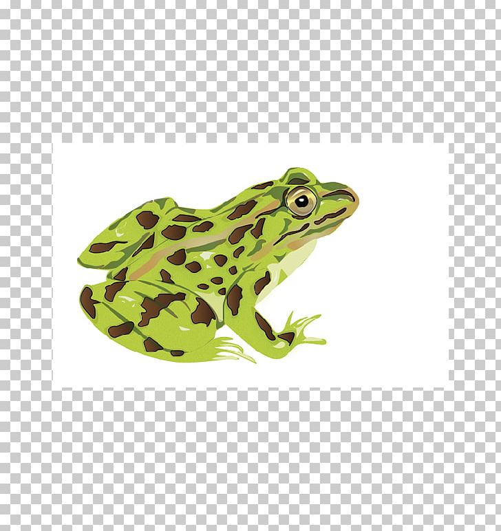 American Bullfrog Toad Tree Frog Terrestrial Animal PNG, Clipart, American Bullfrog, Amphibian, Animal, Animals, Bullfrog Free PNG Download