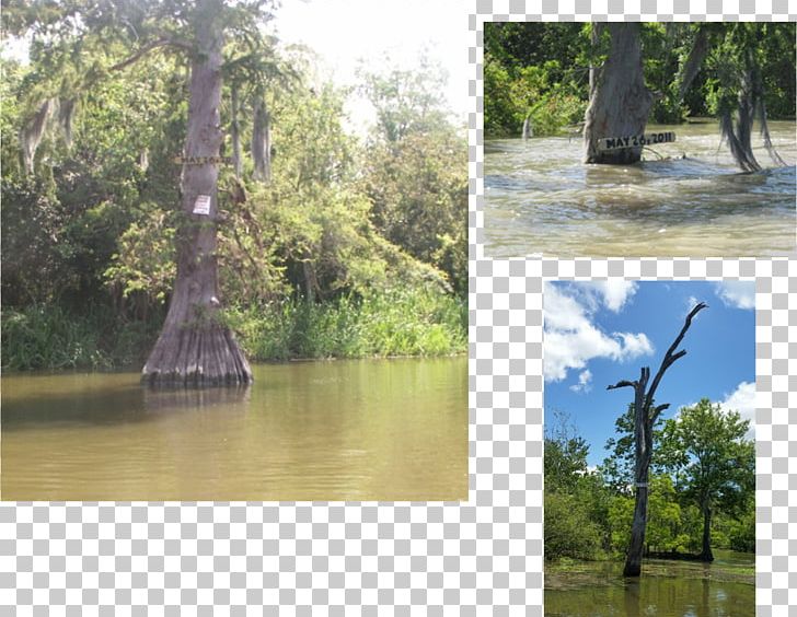 Bayou Pigeon PNG, Clipart, Bank, Bayou, Bayou Pigeon Louisiana, Creek, Ecosystem Free PNG Download