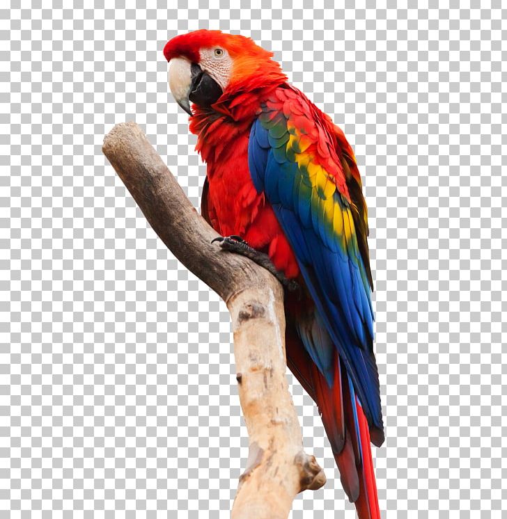 Parrot Scarlet Macaw Bird Red-and-green Macaw PNG, Clipart, American White Ibis, Animals, Beak, Bird, Blueandyellow Macaw Free PNG Download