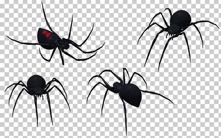 Spider Southern Black Widow PNG, Clipart, Arachnid, Art, Arthropod, Black And White, Black Widow Free PNG Download