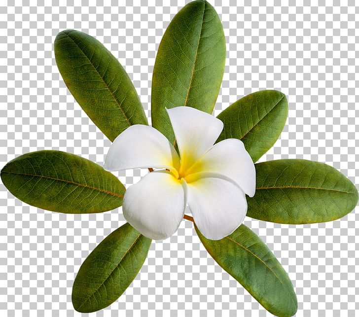 Flower Leaf PNG, Clipart, Cicek Gorselleri, Color, Digital Image, Flower, Green Free PNG Download