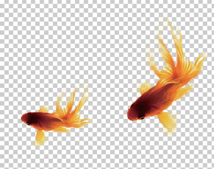Goldfish Common Carp Pixel PNG, Clipart, Bony Fish, Carassius Auratus, Carp, Closeup, Computer Icons Free PNG Download