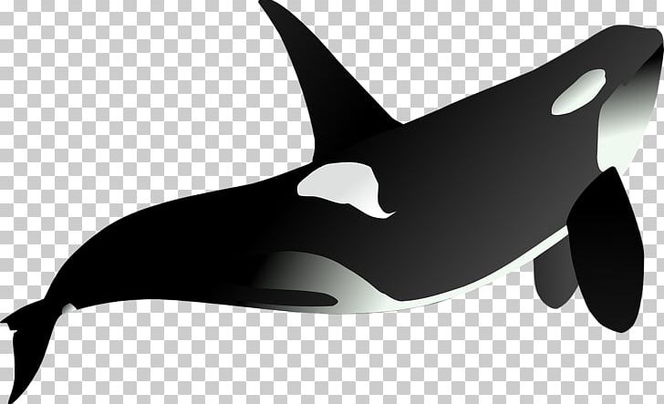 Killer Whale PNG, Clipart, Animal, Animals, Aquatic Animal, Background Black, Beak Free PNG Download