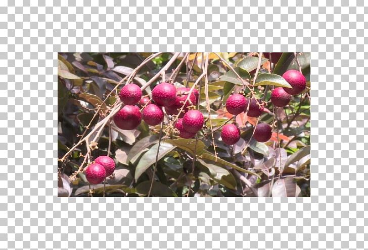 Longan Benih Crop Fruit Tree PNG, Clipart, Benih, Berry, Budi Daya, Bukalapak, Camu Camu Free PNG Download