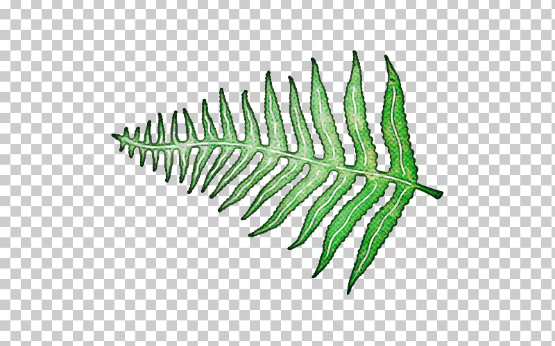 Fern PNG, Clipart, Caulerpa, Fern, Ferns And Horsetails, Flower, Leaf Free PNG Download