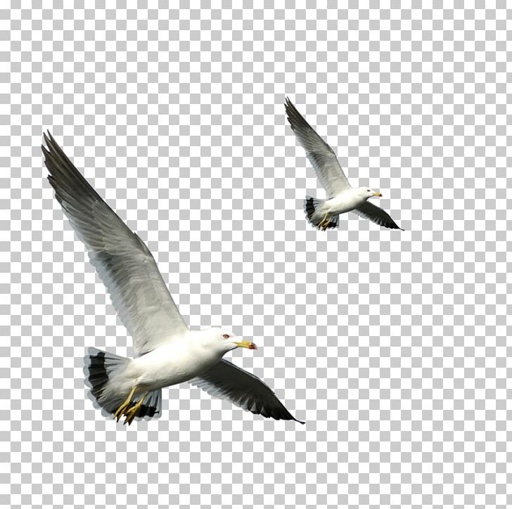 European Herring Gull Bird Flight Gulls PNG, Clipart, Beak, Bird, Bird Migration, Charadriiformes, Download Free PNG Download