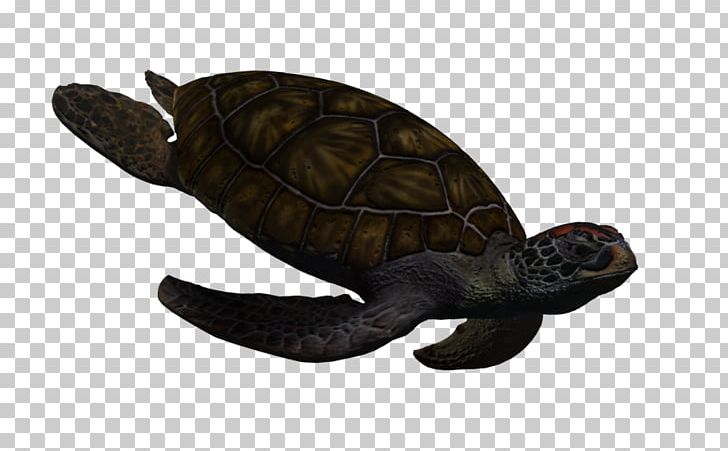 Green Sea Turtle Reptile Animal PNG, Clipart, Animal, Animals, Download, Emydidae, Green Sea Turtle Free PNG Download