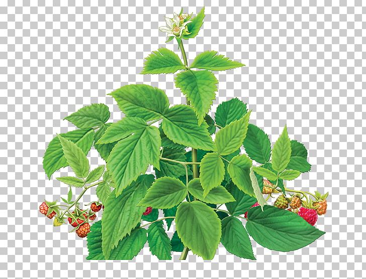 Iced Tea Organic Food Green Tea Raspberry PNG, Clipart, Food Drinks, Green Tea, Herb, Herbal, Herbalism Free PNG Download