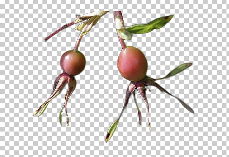 Rose Hip Beach Rose Rosaceae PNG, Clipart, Auglis, Beach Rose, Beef Jerky, Branch, Canada Free PNG Download