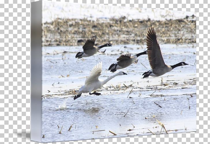 Wader Goose Cygnini Bird Duck PNG, Clipart, Anatidae, Beak, Bird, Charadriiformes, Cygnini Free PNG Download