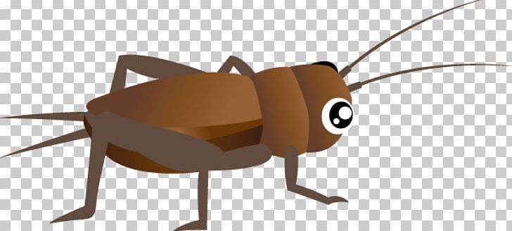 Cockroach Insect Cricket Portable Network Graphics PNG, Clipart, Animals, Arthropod, Catantopidae, Cockroach, Cricket Free PNG Download