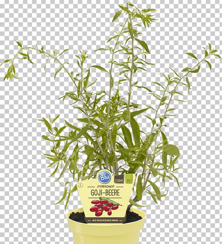 Matrimony Vine Goji Lycium Chinense Avante Gardens Florist Berry PNG, Clipart, Auglis, Berry, Flowerpot, Goji, Health Free PNG Download