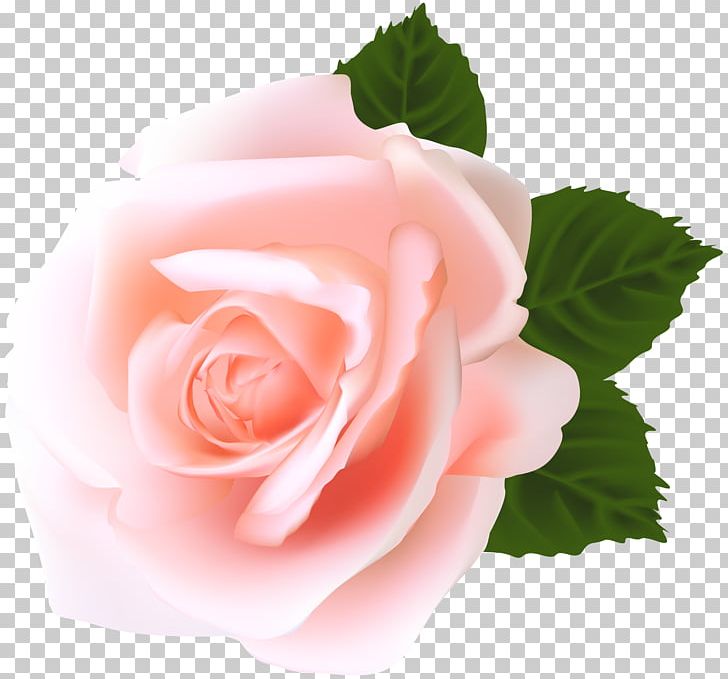 Rose Portable Network Graphics Pink PNG, Clipart, Cut Flowers, Floribunda, Flower, Flowering Plant, Flowers Free PNG Download