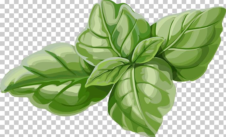 Basil Mint Euclidean PNG, Clipart, Banana Leaves, Encapsulated Postscript, Fall Leaves, Food, Happy Birthday Vector Images Free PNG Download
