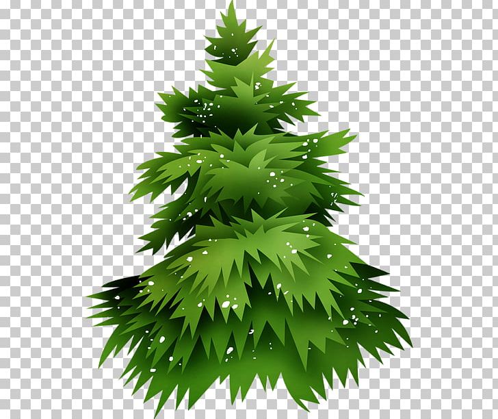 Fir Christmas Tree Christmas Ornament PNG, Clipart, Branch, Christmas, Christmas Ornament, Christmas Tree, Conifer Free PNG Download
