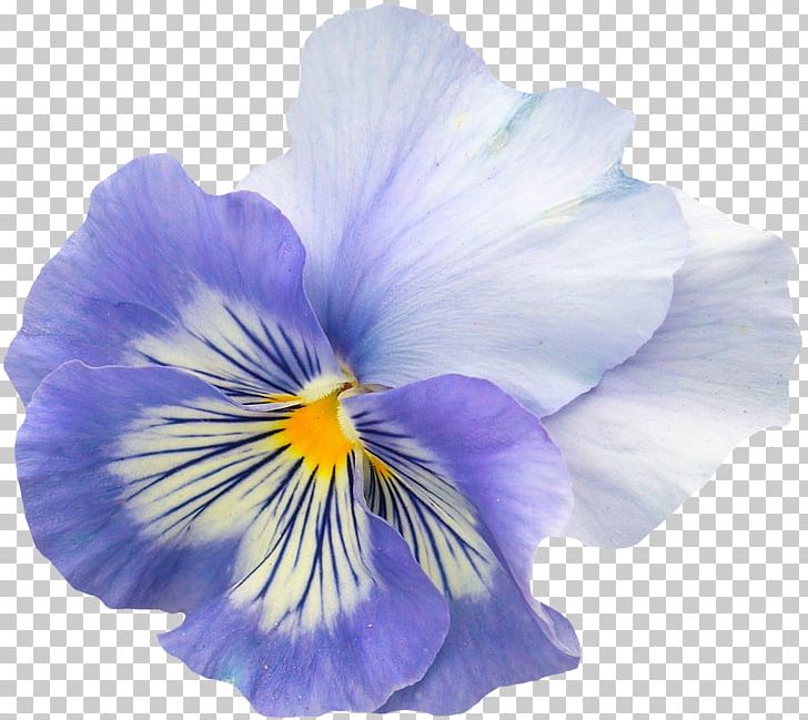 Pansy Flower Garden Violet Flower Garden PNG, Clipart, Blossom, Blue, Common Daisy, Flower, Flower Garden Free PNG Download