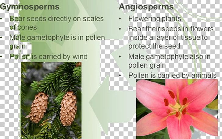 Tree Flowering Plant Gametophyte PNG, Clipart, Chilgoza Pine, Flora, Flower, Flowering Plant, Gametophyte Free PNG Download