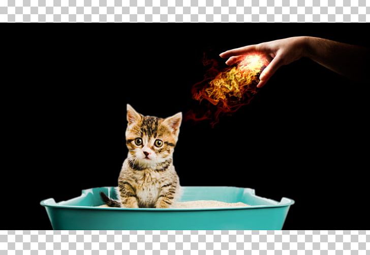Whiskers Algeria Airplane Kitten Aviation Accidents And Incidents PNG, Clipart, Airplane, Algeria, Aviation Accidents And Incidents, Bad Smell, Carnivoran Free PNG Download