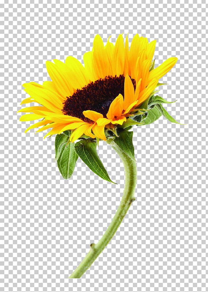 Common Sunflower Plant PNG, Clipart, Cut Flowers, Daisy Family, Download, Encapsulated Postscript, Flower Free PNG Download