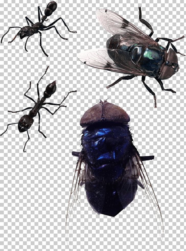 Daru Fly River Papua Flight New Guinea PNG, Clipart, Beetle, Clipping Path, Computer Graphics, Computer Icons, Download Free PNG Download