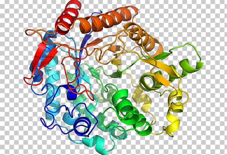 Glucosidases Beta-glucosidase Glucocerebrosidase Enzyme Alpha-glucosidase PNG, Clipart, Betagalactosidase, Betaglucosidase, Body Jewelry, Crystal Structure, Enzyme Free PNG Download