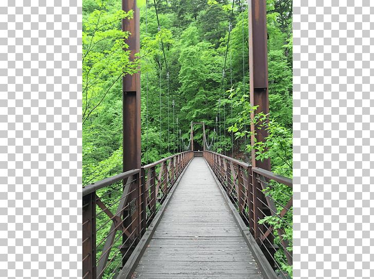 Simple Suspension Bridge Rainforest Nature Reserve Canopy Walkway PNG, Clipart, Bridge, Canopy, Canopy Walkway, Forest, Jungle Free PNG Download