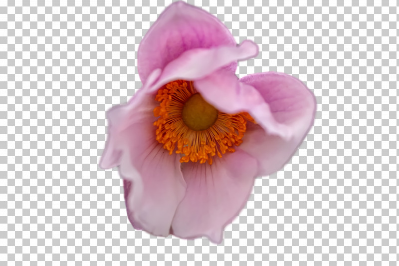 Flower Petal Close-up Plants Science PNG, Clipart, Biology, Closeup, Flower, Petal, Plants Free PNG Download