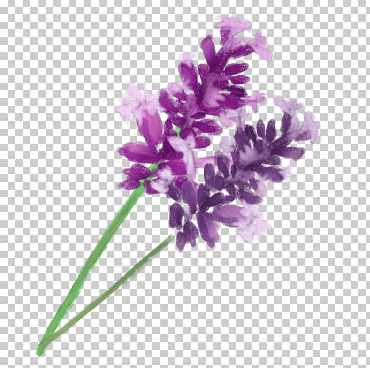 English Lavender Aromatherapy Purple PNG, Clipart, Aromatherapy, Cut Flowers, English Lavender, Flower, Flowering Plant Free PNG Download