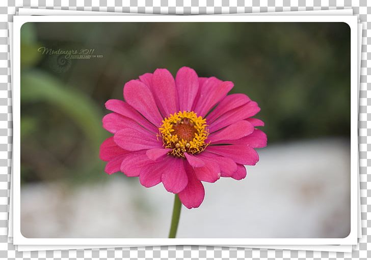 Garden Cosmos Transvaal Daisy Annual Plant Magenta PNG, Clipart, Annual Plant, Cosmos, Daisy Family, Flora, Flower Free PNG Download