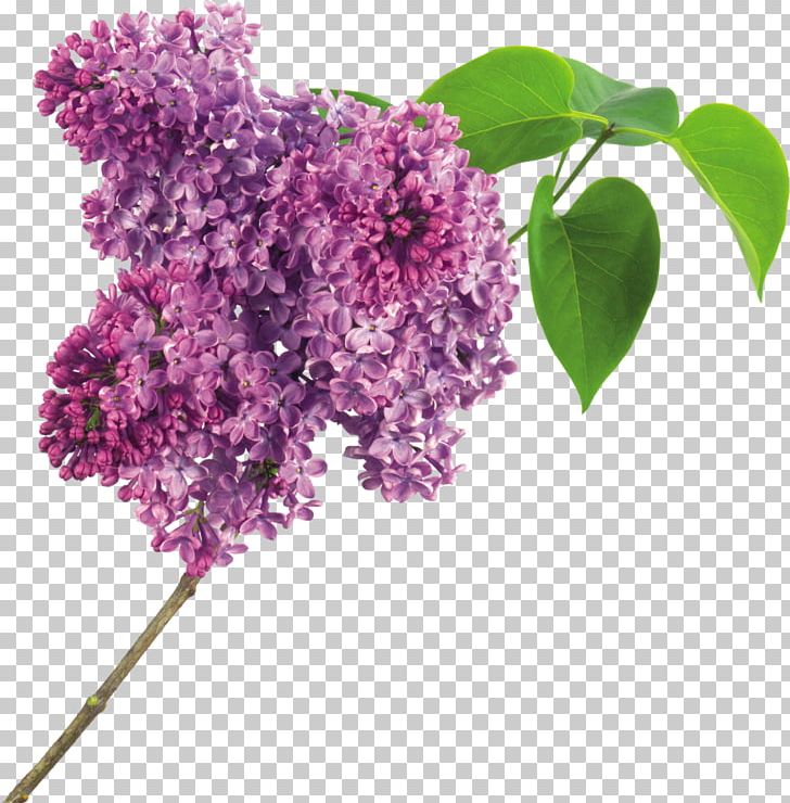 Lilac Flower Purple PNG, Clipart, Branch, Color, Computer Icons, Cut Flowers, Flower Free PNG Download