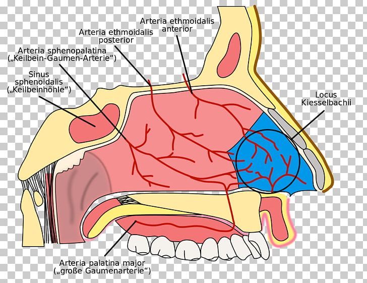 Nasal Cavity Kiesselbach's Plexus Nosebleed Ethmoid Sinus Anatomy Of The Human Nose PNG, Clipart, Anatomy, Anatomy Of The Human Nose, Angle, Anterior Ethmoidal Artery, Area Free PNG Download