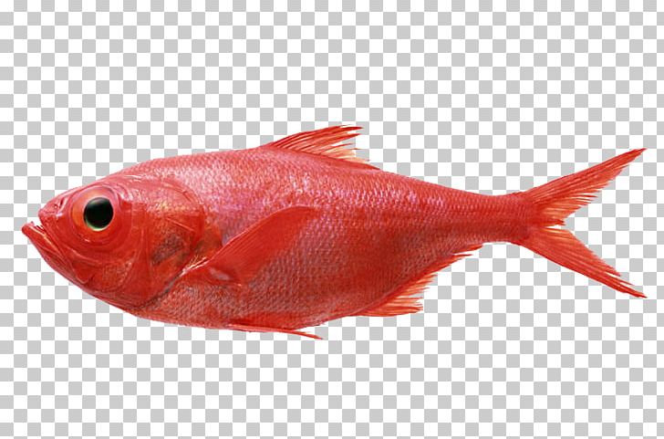 Redfish Seafood Fly Fishing Splendid Alfonsino PNG, Clipart, Acadian Redfish, Animals, Animal Source Foods, Bony Fish, Christmas Ornament Free PNG Download