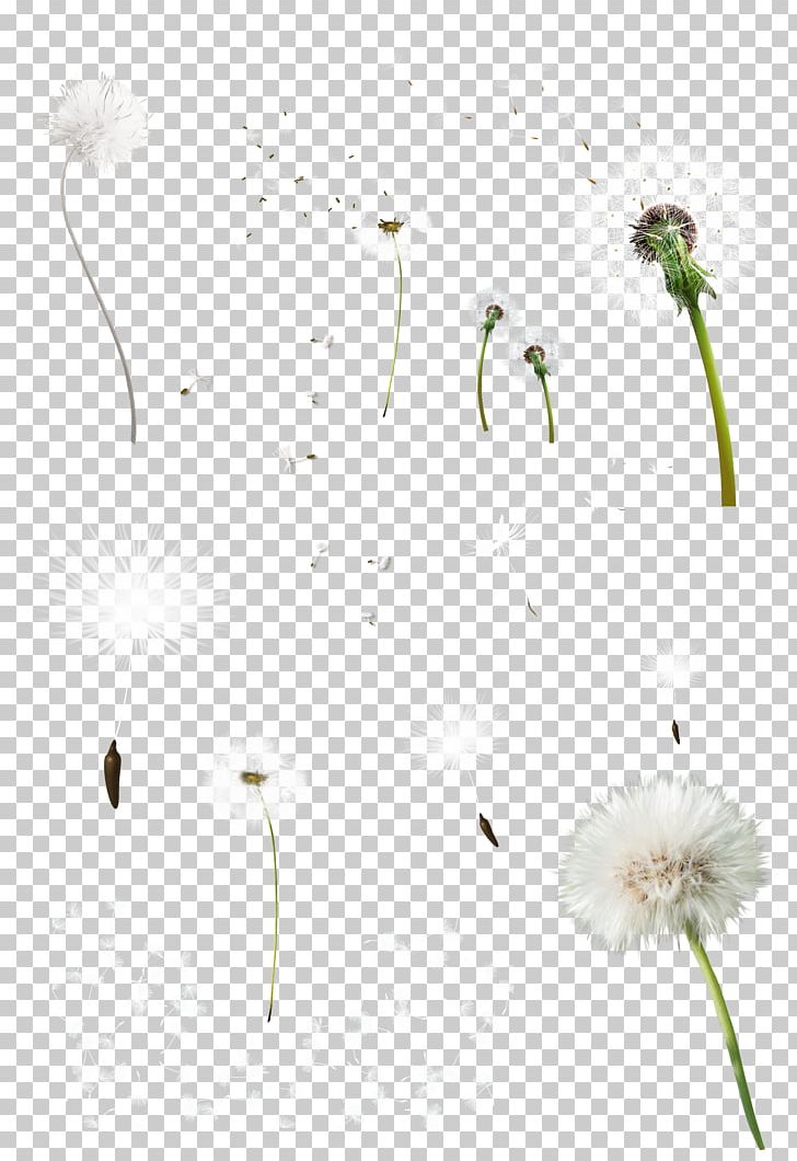 Common Dandelion Tooth PNG, Clipart, Animation, Common Dandelion, Computer Wallpaper, Dandelion, Deviantart Free PNG Download