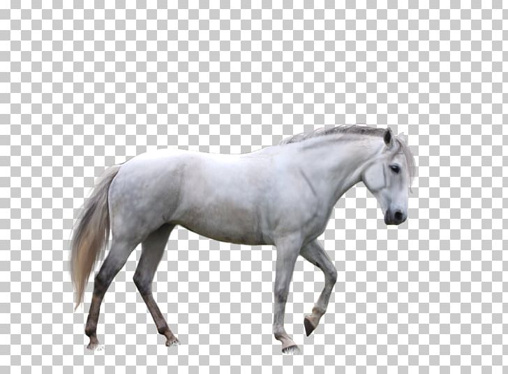 Horse Desktop PNG, Clipart, Animals, At Resimleri, Bridle, Desktop Wallpaper, Download Free PNG Download