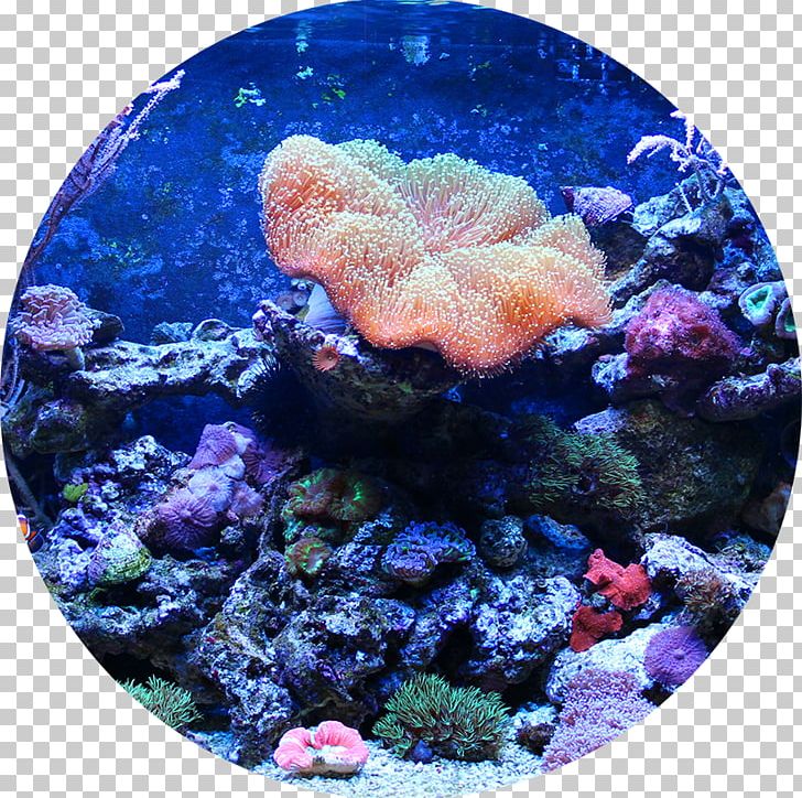 Reef Aquarium Aquariums Aquarium Filters Fish PNG, Clipart, Aquarium, Aquarium Filters, Aquarium Lighting, Aquariums, Clown Loach Free PNG Download