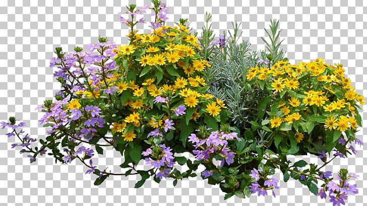 Flower Plant Shrub PNG, Clipart, Annual Plant, Cut Flowers, Flora