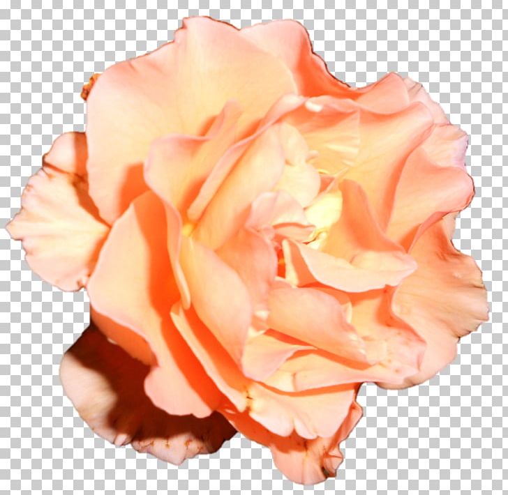 Garden Roses Cabbage Rose Floribunda Cut Flowers Petal PNG, Clipart, Closeup, Closeup, Cut Flowers, Devi, Floribunda Free PNG Download