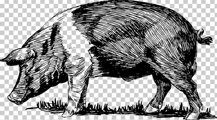 Domestic Pig Peccary Bacon Snout PNG, Clipart, Bacon, Black And White, Cattle Like Mammal, Computer Icons, Cut Of Pork Free PNG Download